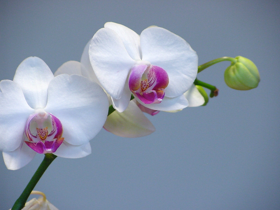 Orchid_328069