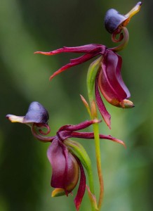 caleana-major-orquidea-pato-voador