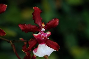 orquidea-chocolate-_oncidium-sharry-baby