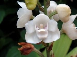 orquidea-espirito-santo