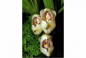 orquidea-lembra-bebe-embrulhado