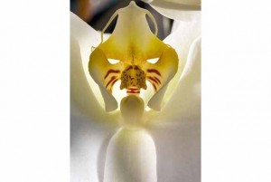 orquidea-tigre-flor-branca