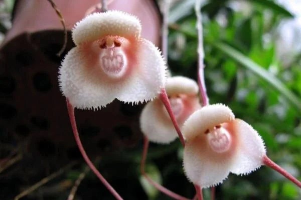 orquídea-macaco-1