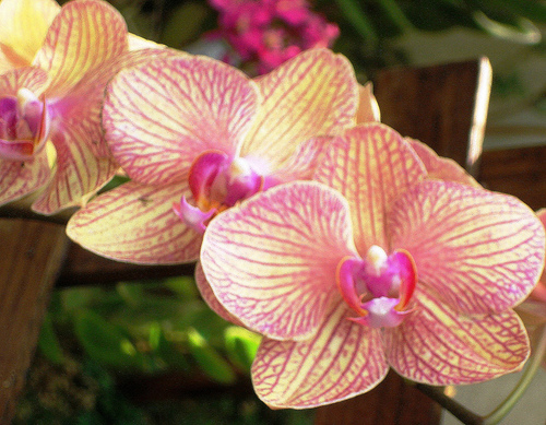 orquídea-phalaenopsis