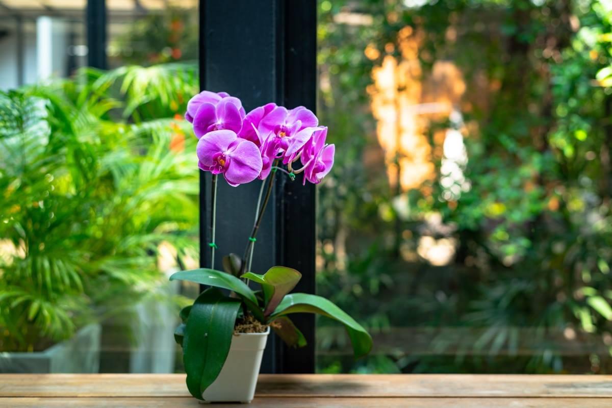 orquídea-purifica-ar-