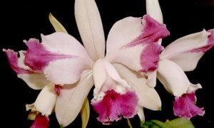 tipos-de-orquidea-brasileira-cattleya
