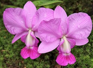 tipos-de-orquideas-cattleya-walkeriana