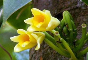 tipos-de-orquideas-com-aroma-caracteristico