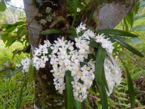 tipos-de-orquideas-do-mato