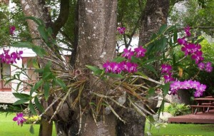 tipos-de-orquideas-epifitas-roxas
