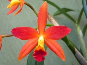 tipos-de-orquideas-hibridas-laranjas