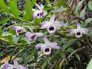tipos-de-orquideas-olho-de-boneca