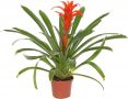 Guzmania Skarlatina