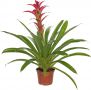 Guzmania Indian