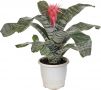 Aechmea Fasciata