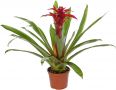 Guzmania Calipso Roxa