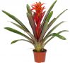 Guzmania Fogo