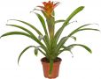 Guzmania Madina