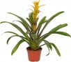 Guzmania Marjan