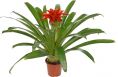 Guzmania Denise