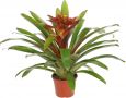 Guzmania Royal