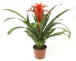 Guzmania Calipso