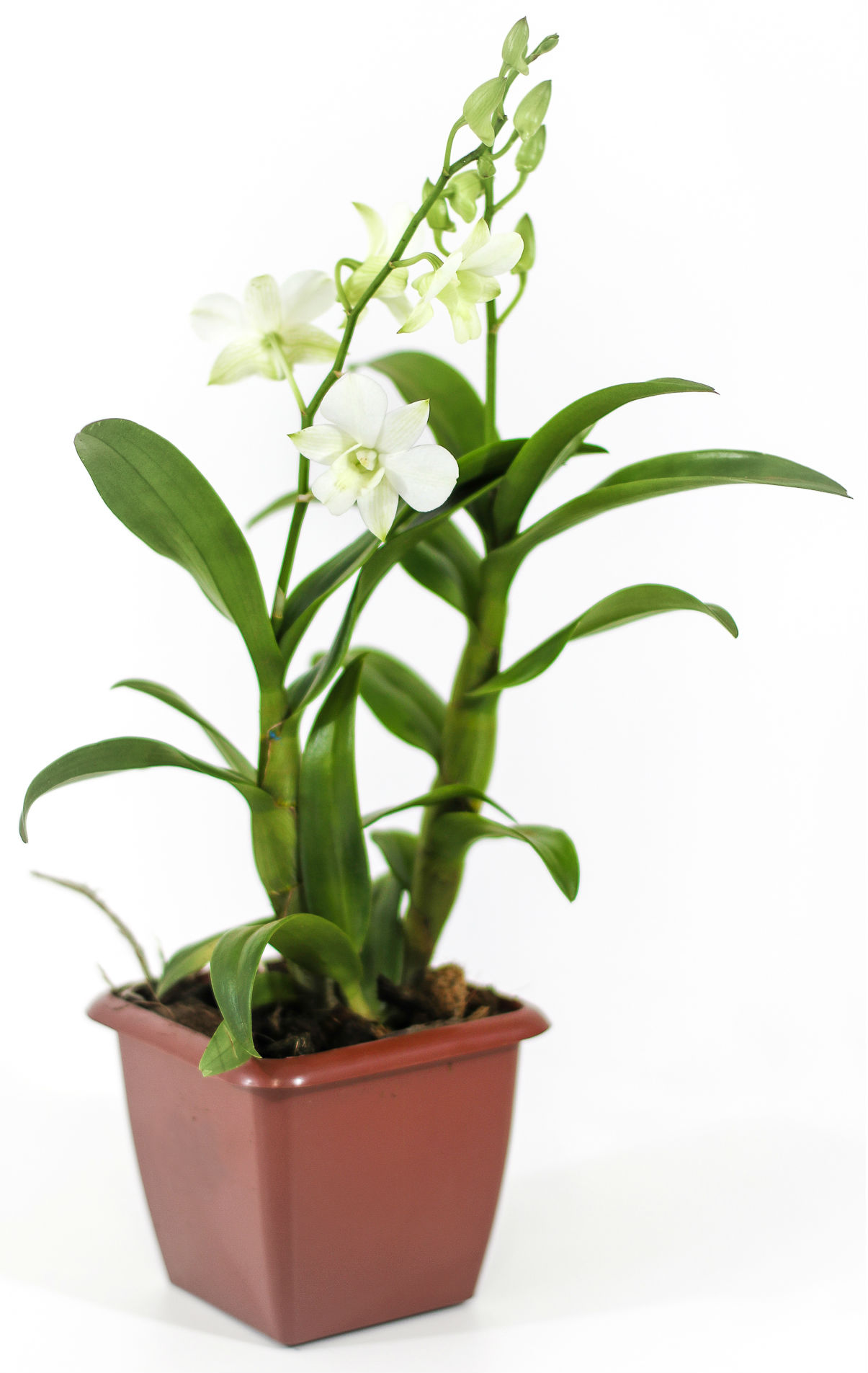 Ecoflora | Denphal