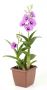 Denphal pt12