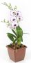 Denphal pt12