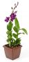 Denphal pt12