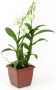 Denphal pt12