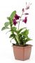 Denphal pt12