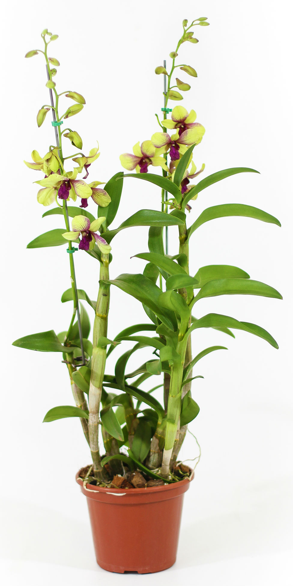 Ecoflora | Denphal