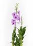 Denphal capa