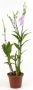 Denphal pt15