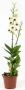 Denphal pt15