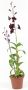 Denphal pt15