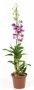 Denphal pt15