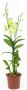 Denphal pt15
