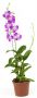Denphal pt15