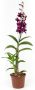 Denphal pt15