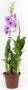 Denphal pt15