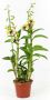 Denphal pt15