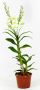 Denphal pt15