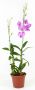 Denphal pt15