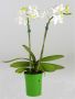 Mini Phalaenopsis