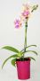 Mini Phalaenopsis