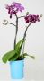 Mini Phalaenopsis