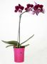 Mini Phalaenopsis