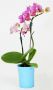 Mini Phalaenopsis